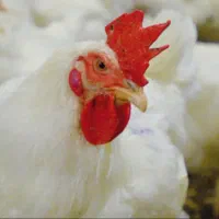 استخدلم کارگر مرغداری