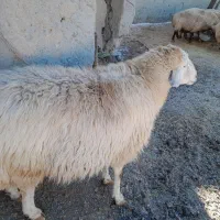 تعدادی دام مخصوص داشت