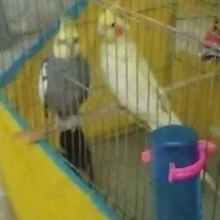 یک جفت عروس هلندی