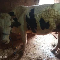 گاو سیمینتال،تازه هشت دندان شده.12 کیلو شیر میده