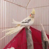 عروس لوتینو