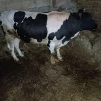 جنگه