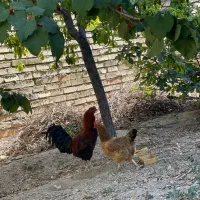 خروس لاری