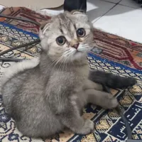 گربه اسکاتیش ماده ۳ ماهه