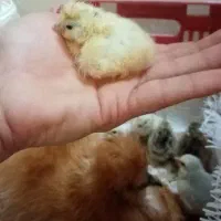 جوجه ابریشمی کوپال کوشین بنتام تخم نطفه‌دار