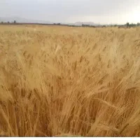 همیاری در امور مزرعه