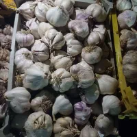 سیر درجه یک قوچان