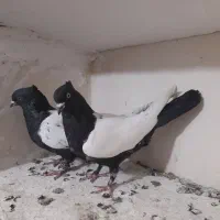 سینه دوم سیاه