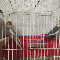 طوطی