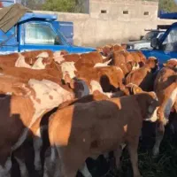 علام قیمت واقعی میدان دام