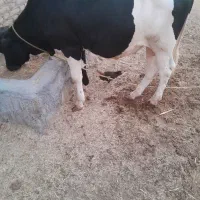 گاو نر