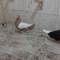 سینه زرد زاغ دم سفید کلاغ سبز