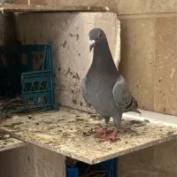 دوبر