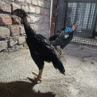جوجه لاری یه تیغ مشکی