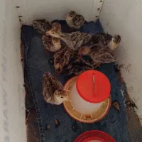 اردک اسرائیلی وجوجه بوقلمون    مامونیه