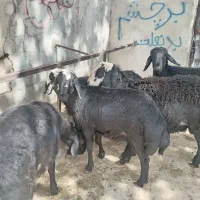 بره قوچ موفر و قره قزل سیاه