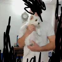 سگ شیتزو پامر شناسنامه فقط 1نیم میلیون