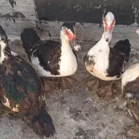 6عدد اردک خارجی اسراییلی تخم گذار