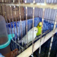 جفت پرنده مرغ عشق