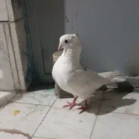 خوشونه