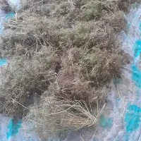 زیره کوهی سیاه  کیلوی ۳۵۰۰هزارتومان