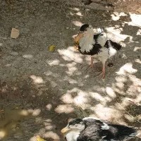 اردک