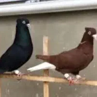 اشعل دمبی سینه ای بهترین نسل