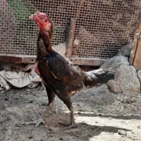 یک عدد مرغ لاری درجه یک
