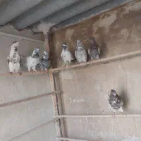 کبوتر