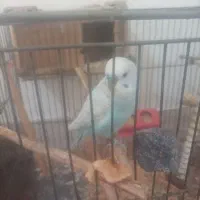 مرغ‌عشق جفت با تخم نر انگلیسی