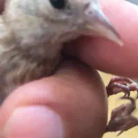 جوجه سهره