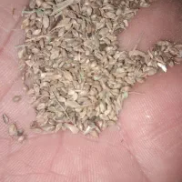 خوراک طیور