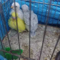 پرنده زبر و زرنگ همه سرحال