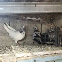 فروش جفت عدد کبوتر  پرشی سنگین با یک جوجه