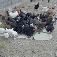 فروش مرغ محلی