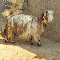 12 راس بز داشتی گله داری جون