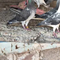 کبوتر