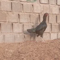 خروس و مرغ لاری