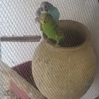 مرغ عشق، فنچ با قفس