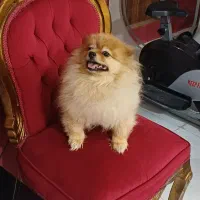 کشش پامر خرسی وارداتی