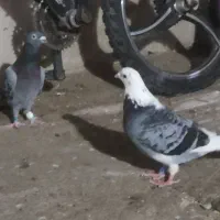 کفتر