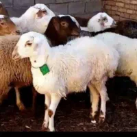 فروش گوسفند زنده بره نذری.عقیقه محرم