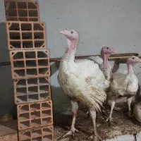 فروش بوقلمون  ارگانیک و سالم