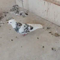 سرور و شازده سرور