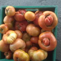 گوجه بادمجان سراسیابی