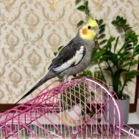 عروس هلندی سخنگو و دستی