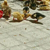 جوجه اردک ۵۰روزه