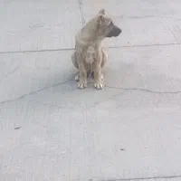 توله سگ عراقی