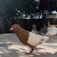 کبوتر