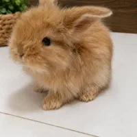 بچه خرگوش لوپ